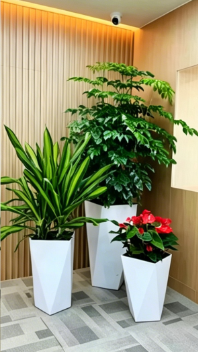 北仑绿植租摆行业全方位解析，通俗易懂